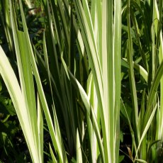 MARGINAL - Acorus gramineus variegatus 1L MARGINAL - Acorus gramineus variegatus 1L