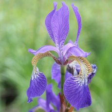 MARGINAL - Iris sibirica   1L MARGINAL - Iris sibirica   1L