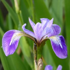 MARGINAL - Iris versicolor 1L MARGINAL - Iris versicolor 1L