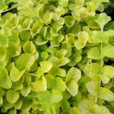 MARGINAL - Lysimachia nummularia aurea   1L MARGINAL - Lysimachia nummularia aurea   1L