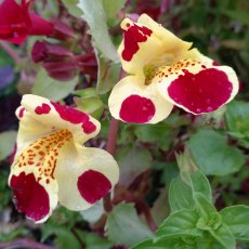 MARGINAL - Mimulus luteus 'Queens Prize'   1L MARGINAL - Mimulus luteus 'Queens Prize'   1L