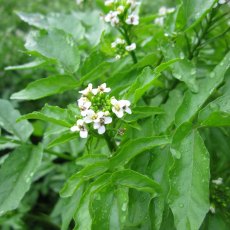 MARGINAL - Rorippa nasturtium aquaticum   1L MARGINAL - Rorippa nasturtium aquaticum   1L