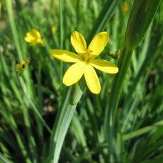 MARGINAL - Sisyrinchium californicum   1L MARGINAL - Sisyrinchium californicum   1L