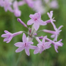 MARGINAL - Tulbaghia violacea   1L MARGINAL - Tulbaghia violacea   1L