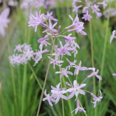 MARGINAL - Tulbaghia violacea   1L MARGINAL - Tulbaghia violacea   1L