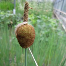 MARGINAL - Typha minima 1L MARGINAL - Typha minima 1L