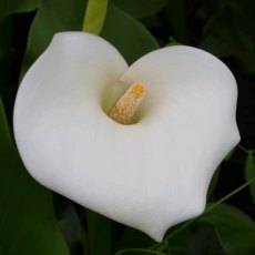 MARGINAL - Zantedeschia aethiopica 'Crowborough' 1L MARGINAL - Zantedeschia aethiopica 'Crowborough' 1L