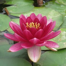 LILY (SMALL) - Nymphaea Perry's Baby Red 2L LILY (SMALL) - Nymphaea Perry's Baby Red 2L