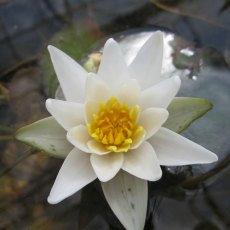 LILY (DWARF) - Nymphaea Pygmaea alba 2L LILY (DWARF) - Nymphaea Pygmaea alba 2L