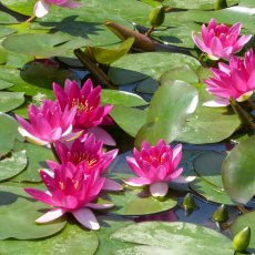 LILY (SMALL) - Nymphaea Xiafei 2L LILY (SMALL) - Nymphaea Xiafei 2L