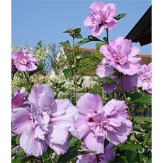 Hibiscus syriacus 'Ardens' (D) 3L Hibiscus syriacus 'Ardens' (D) 3L