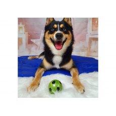 ANCOL Sports Balls ANCOL Sports Balls