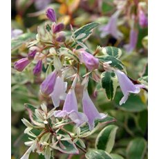 Abelia x grandiflora 'Hopleys' 3L Abelia x grandiflora 'Hopleys' 3L