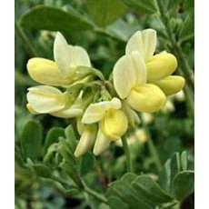 Coronilla valentina subsp. glauca 'Citrina' 3L Coronilla valentina subsp. glauca 'Citrina' 3L