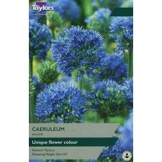 TAYLORS Allium Caeruleum TAYLORS Allium Caeruleum