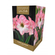 TAYLORS Amaryllis 'Cherry Blossom' Premium Gift Pack TAYLORS Amaryllis 'Cherry Blossom' Premium Gift Pack