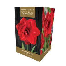 TAYLORS Amaryllis Cherry Nymph Premium Gift Pack TAYLORS Amaryllis Cherry Nymph Premium Gift Pack