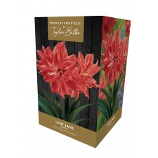 TAYLORS Amaryllis Lady Jane Premium Gift Pack TAYLORS Amaryllis Lady Jane Premium Gift Pack
