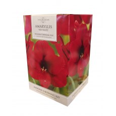 TAYLORS Amaryllis 'Red Velvet' Pot & Bulb Fibre TAYLORS Amaryllis 'Red Velvet' Pot & Bulb Fibre