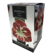 TAYLORS Amaryllis 'Samba' Premium Gift Pack TAYLORS Amaryllis 'Samba' Premium Gift Pack