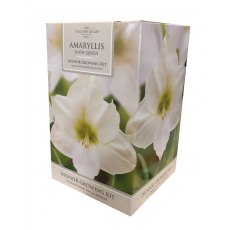 TAYLORS Amaryllis 'Snow Queen' Pot & Bulb Fibre TAYLORS Amaryllis 'Snow Queen' Pot & Bulb Fibre