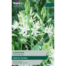 TAYLORS Camassia Leichtlinii Alba TAYLORS Camassia Leichtlinii Alba