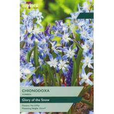 TAYLORS Chionodoxa Forbesii TAYLORS Chionodoxa Forbesii