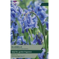 TAYLORS Bluebells (Hyacinthoides Non-Scripta) TAYLORS Bluebells (Hyacinthoides Non-Scripta)
