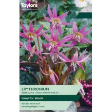 TAYLORS Erythronium Dens-Canis TAYLORS Erythronium Dens-Canis