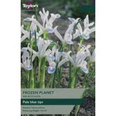 TAYLORS Iris Reticulata Frozen Planet TAYLORS Iris Reticulata Frozen Planet