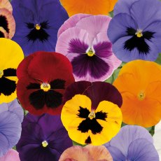 AUTUMN PACK Pansy Matrix 'Autumn Select Mix'   6pk AUTUMN PACK Pansy Matrix 'Autumn Select Mix'   6pk