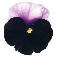 AUTUMN PACK Pansy Matrix 'Beaconsfield'   6pk AUTUMN PACK Pansy Matrix 'Beaconsfield'   6pk