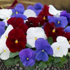 AUTUMN PACK Pansy Matrix 'Britannia Mix'   6pk AUTUMN PACK Pansy Matrix 'Britannia Mix'   6pk