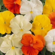 AUTUMN PACK Pansy Matrix 'Citrus Mix'   6pk AUTUMN PACK Pansy Matrix 'Citrus Mix'   6pk