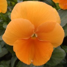 AUTUMN PACK Pansy Matrix 'Orange'   6pk AUTUMN PACK Pansy Matrix 'Orange'   6pk