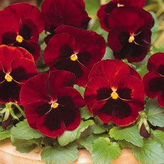 AUTUMN PACK Pansy Matrix 'Red Blotch'   6pk AUTUMN PACK Pansy Matrix 'Red Blotch'   6pk