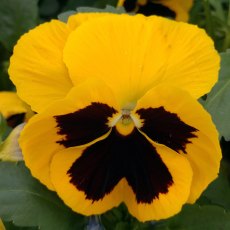 AUTUMN PACK Pansy Matrix 'Yellow Blotch'   6pk AUTUMN PACK Pansy Matrix 'Yellow Blotch'   6pk