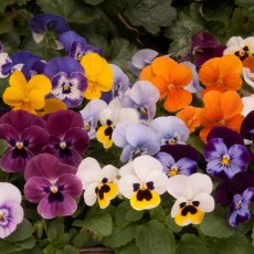 AUTUMN PACK Viola Sorbet XP 'Autumn Mix'   6pk AUTUMN PACK Viola Sorbet XP 'Autumn Mix'   6pk
