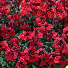 AUTUMN PACK Wallflower 'Sugar Rush Red'   6pk AUTUMN PACK Wallflower 'Sugar Rush Red'   6pk