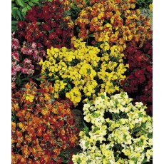 BARE-ROOT Wallflower - Persian Carpet BARE-ROOT Wallflower - Persian Carpet