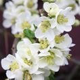 Chaenomeles speciosa 'Nivalis' 3L Chaenomeles speciosa 'Nivalis' 3L