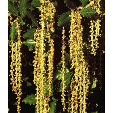 Garrya elliptica 'James Roof' 3L Garrya elliptica 'James Roof' 3L