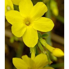 Jasminum nudiflorum 3L Jasminum nudiflorum 3L