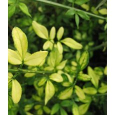 Jasminum nudiflorum 'Aureum' 3L Jasminum nudiflorum 'Aureum' 3L