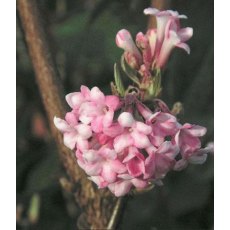 Viburnum x bodnantense 'Charles Lamont' 3L Viburnum x bodnantense 'Charles Lamont' 3L