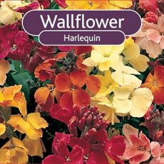 BARE-ROOT Wallflower - Harlequin BARE-ROOT Wallflower - Harlequin