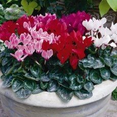AUTUMN POT Cyclamen - Mini   9cm/10cm AUTUMN POT Cyclamen - Mini   9cm/10cm