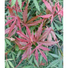 Acer palmatum 'Jerre Schwartz' 15L Acer palmatum 'Jerre Schwartz' 15L