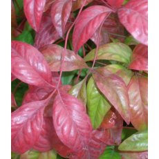Nandina domestica 'Fire Power' 2L Nandina domestica 'Fire Power' 2L