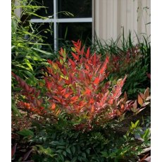 Nandina domestica 'Obsessed' 2L Nandina domestica 'Obsessed' 2L